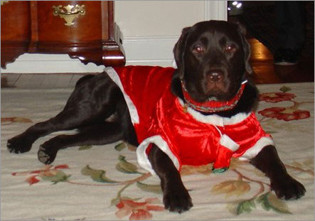 Penny, the chocolate lab, is ready for the holidays.