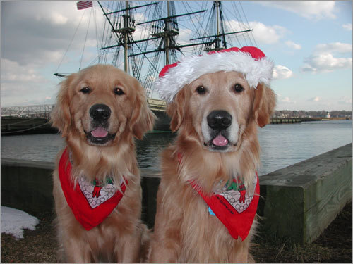 Lucas and Alex, golden retrievers, show off their holiday attire at Schooner Friendship in Salem, Mass.