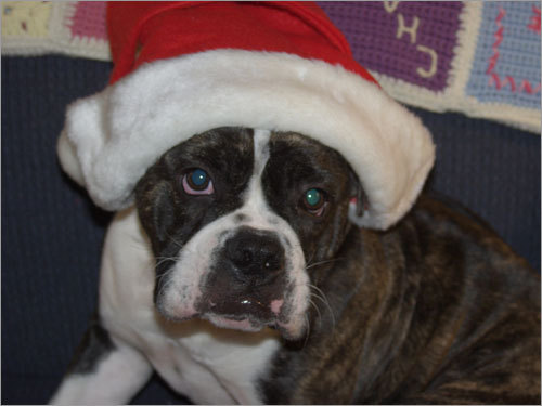 Rosie, an English bulldog, gets dressed up for the holidays. Owner Danielle said she's seven months old now and very excited for Santa.