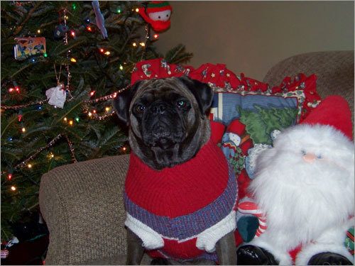 Pepper, a three year old Pug, loves to wear his holiday sweater.