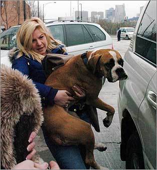 5. Boxer This 60-pound boxer was one of several stolen from a pet-setting service in Chicago on Jan. 14, 2008 after an employee left a van containing the dogs unlocked. All dogs were returned alive and well. MAP Boston's dog-friendly places YOUR PHOTOS Dogs on winter vacation SUBMIT Photos of dogs in the snow