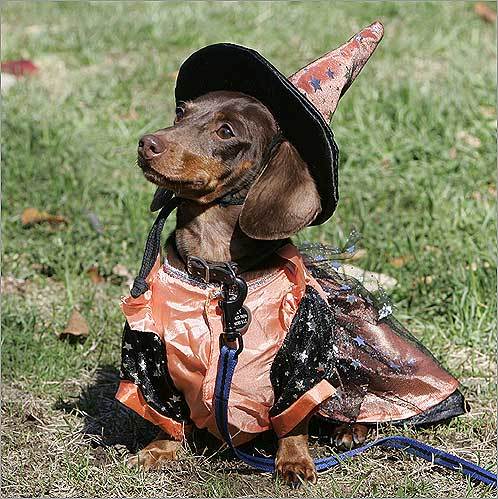 8. Dachshund Lilly, a short haired miniature Dachshund, was dressed in a witch costume for a Halloween costume event on Boston Common on Sunday, Oct. 28, 2007. MAP Boston's dog-friendly places YOUR PHOTOS Dogs on winter vacation SUBMIT Photos of dogs in the snow