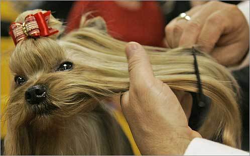 3.Yorkshire Terrier This Yorkshire Terrier was being groomed to compete in the Westminster dog show last February. MAP Boston's dog-friendly places YOUR PHOTOS Dogs on winter vacation SUBMIT Photos of dogs in the snow
