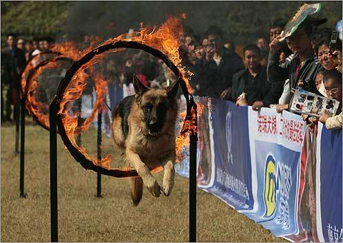 2. German Shepherd Dog This dog jumped through flaming hoops as part of the 2007 China All-Breed Dog Show and Training Contest in Nanjing, China. MAP Boston's dog-friendly places YOUR PHOTOS Dogs on winter vacation SUBMIT Photos of dogs in the snow