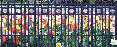 Colorful tulips behind a black iron fence.