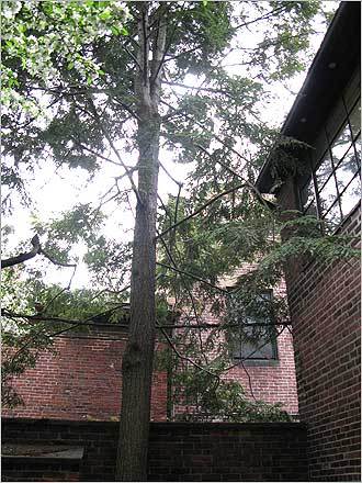 A towering hemlock tree in Bodman's garden.