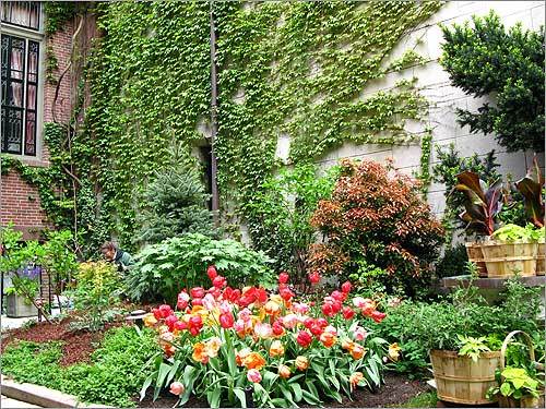 Brightly colored tulips and more in this Beacon Hill garden.