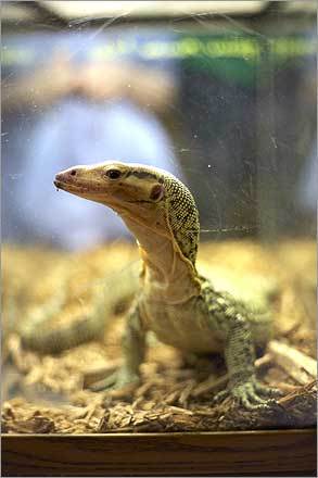 Pet Monitor Lizard