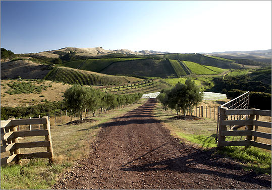 With its lush vineyards, Waiheke Island is sometimes referred to as the Martha's Vineyard of New Zealand.