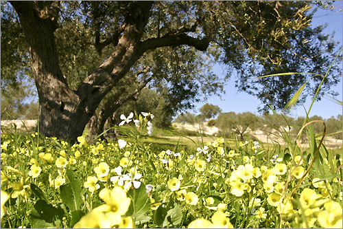 Olive trees make a canopy over grasses and wildflowers adjacent to the southern Sicilian property of Francesco Padova.