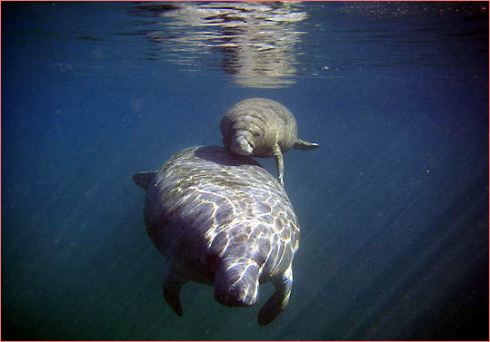 manatees__1233323304_7627.jpg