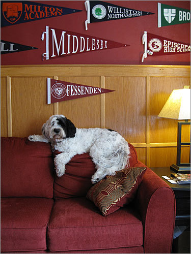 This photo sent by Tim Murphy shows 2-year-old Portuguese water dog Finny at the Fessenden School in Newton. Finny 'loves to come to the office and watch me from his perch on top of the couch,' writes Murphy.