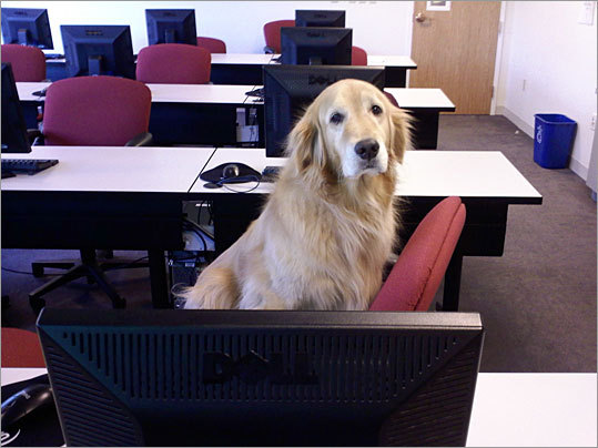 Jeremy Walsh sent in this priceless picture of his dog, McKenzie, at the Waltham office of Unica Corp. 'Unica is a very pet-friendly company, and McKenzie often comes in with me to the office,' writes Walsh. 'I have no idea what compelled her to jump on the seat, but she was an excellent student!'