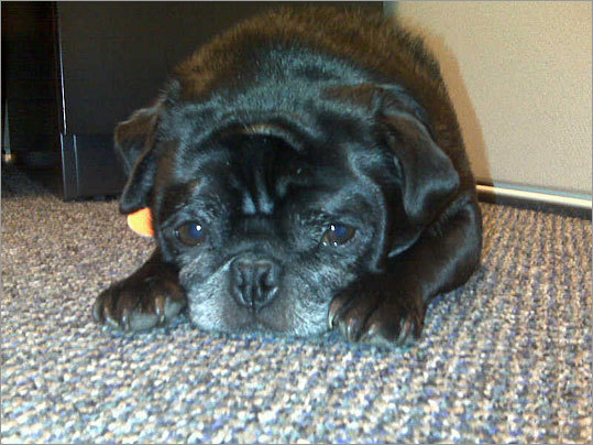 'Ozzy prefers to lay under the desk' at Unica Corp., adds Drucker. 'The dogs add to the already wonderful environment we work in daily.'