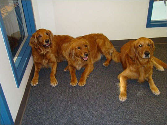Another photo from Cecilia Dahl of Smart Destinations shows three golden retrievers sitting next to each other in the office - from left to right are Fenway, Boomer, and Amos. 'Having the dogs in the office makes for a fun and entertaining work environment - the boys provide playful stressbusting breaks and comic relief,' Dahl adds. 'They're great security too! The hardest part is training people to guard their lunches.'