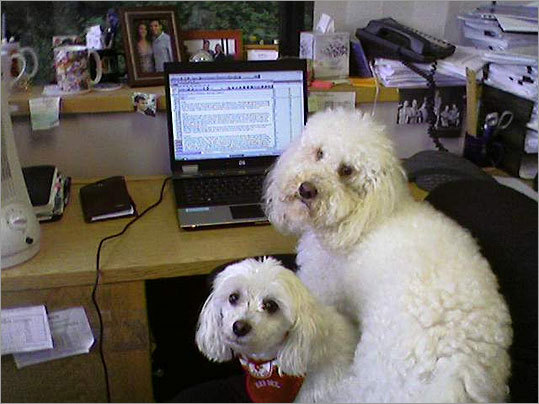 The photo sent by Eileen Tell shows dogs Mackie and Missy at the Long Term Care Group's Natick office, where they are 'collaborating on a very thoughtful e-mail to a client.' 'Missy, in true Boston spirit, is sporting her Red Sox bandanna,' adds Tell.
