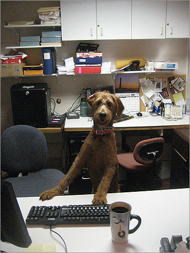 Reader Karen Kenyon sent in this photo of her dog Mallory posing as a receptionist in the Boston doctor's office where she works.