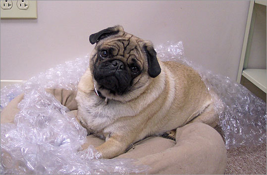 Carrie Siconolfi shares this photo of her pug, Dewey, at the office. 'He discovered his love for popping bubble wrap when he was a puppy ... and there's plenty of it here in the office,' writes Siconolfi. 'He's quite content in his office bed with a fresh heap of it to pop.'