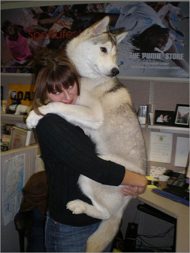 Kai, a Siberian husky, gets a ride from owner Courtney at her Braintree office. 'Kai comes with me every now and then to work, which is great because as much time as I can get with him means so much,' Courtney writes. 'He's my love bug.'