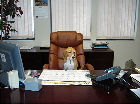 Penny, a 3-year-old Beagle, takes control of the desk in Shayla Dumont's office. 'As you can see in the photo, she eagerly awaits business phone calls and would someday like to take over the company, or at least have her own desk,' writes Dumont.