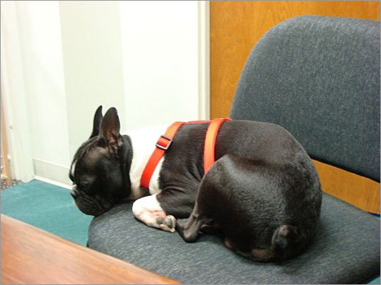 Chelsea Jurena sent in this shot of Bailey, her 5-year-old Boston Terrier, taking a nap on a chair in her Roslindale office. 'He doesn't find 'Human Resources' to be very interesting,' writes Jurena.