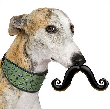 Stache Fetch Toy Price: $11.99 For your dog A fetch toy and fashion all in one. Medium, large, and extra-large pups can go incognito - or for laughs - by biting onto the ball part of this fetch toy. It's made of natural rubber and is slightly smaller than a tennis ball. Junior and mini sizes to be released in spring 2010.