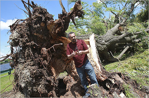 David Gouverneur took a closer look at the tree and was surprised to see rotten areas at the base.
