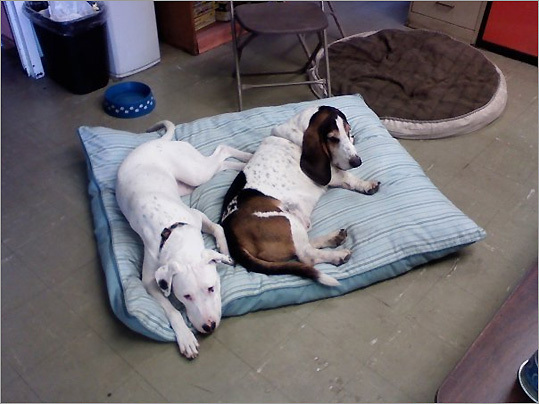 Jazzy and Beau, 'co-workers' of Meredith Sprague in Holbrook, take a moment to collect themselves.