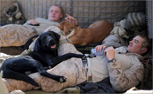 This picture captures a rare moment of relaxation for bomb-sniffing dogs, Books and Huskers, and a couple of USMC Military police located in Camp Leatherneck, Helmand Province, Afghanistan.