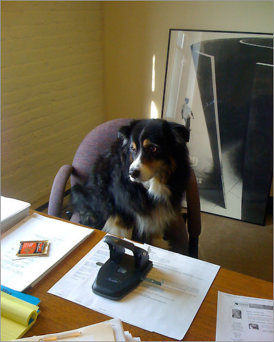 Pam Hanglin of Deerfield, N.H., sent in this shot of Pe'a, an Australian shepherd, 'bored from the subpar motions the summer interns have turned in.'