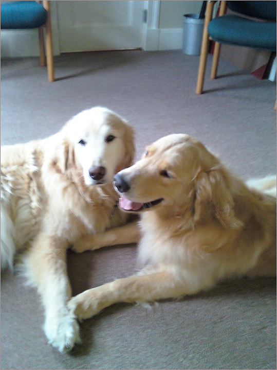 David Sturm says that his two golden retrievers come to work at his office in Milford, N.H., every day.