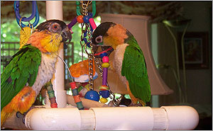 Your beautiful birds (pet photos)