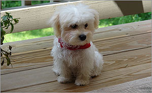 Share your photos: Perfect purebreds