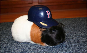 Red Sox pets