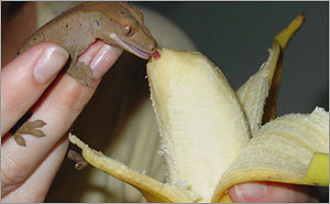 Your remarkable reptiles (pet photos)