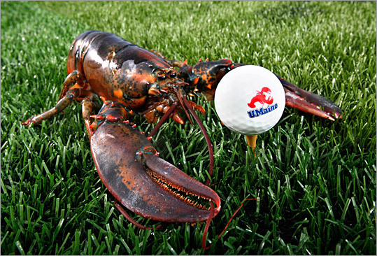 A lobster is posed next to a golf ball made from ground lobster shells in Orono, Maine. A University of Maine engineering professor and his students have patented the process used create the biodegradable golf balls.