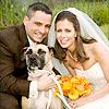 Your pets at weddings