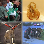 Animals that freaked people out in 2012