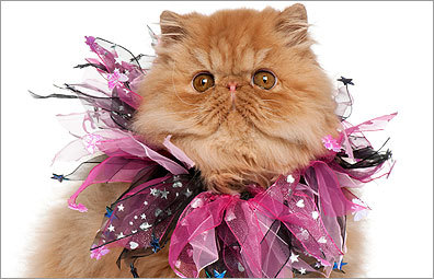 Photos: Your pet dressed up