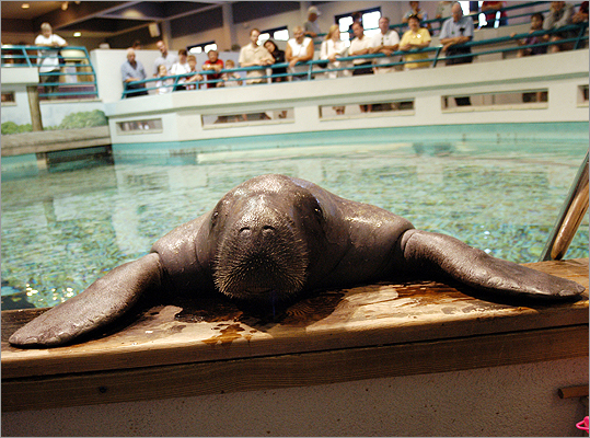 Meet Snooty. Despite his name, he is anything but a snob. The long-time fixture of The Parker Manatee Aquarium in Bradenton, which doubles as a second-stage rehabilitation facility for the manatees, is turning 65 this July. As a token of celebration, we came up with five facts to know before visiting Snooty this summer. Click through the gallery to find about more about this lovable, not-so-little sea mammal, and get more information on the aquarium here.
