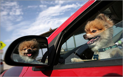 The best rides for your pooch The best rides for your pooch