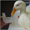 Duck finds his waddle with high-tech artificial foot Duck finds his waddle with high-tech artificial foot