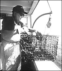 OGUNQUIT: A crew member of Finestkind Scenic Cruises shows off the catch on a lobster tour.