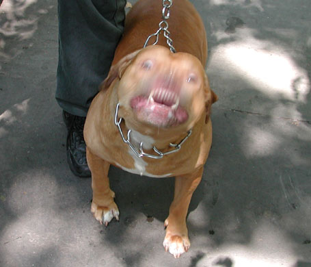 Att_dogs2.jpg