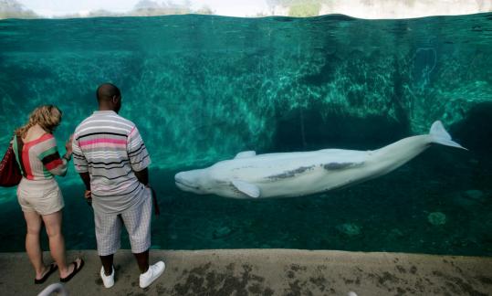 Visitors can get up close -- and even touch -- beluga whales at the the Mystic Aquarium & Institute for Exploration.