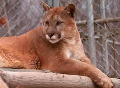 mountain lion massachusetts