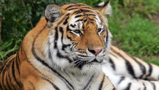 Tatiana, the Siberian tiger blamed in yesterday's death, attacked a zookeeper last December during a public feeding, said the zoo's director of animal care and conservation.