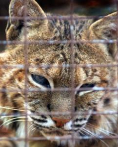 Solid proof of bobcats in Southeastern Massachusetts - The Boston Globe