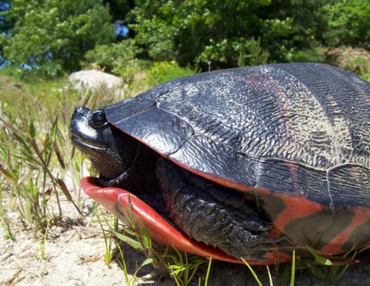 The red-bellied cooter, a turtle named on both the state and federal endangered species lists, is present on the 500-acre site where the Mashpee Wampanoag are planning a resort casino.