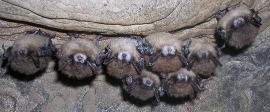 These little brown bats in a New York cave were suffering from a disease scientists have dubbed 'white nose syndrome.'